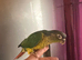 Hand Reared Green Cheeked Conures