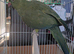 Olive and lemon creamino Indian Ringnecks babies