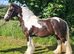 Joe 14.2hh aride & Drive 9yo gelding
