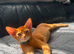 Abyssinian kitten's