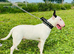 for stud fully health tested bull terrier