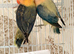 Males, females and pairs of Lovebirds