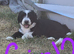 Tibetan Terrier puppies READY NOW