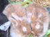 2 beautiful kits left