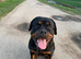 Rottweiler  puppy