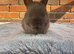 Netherland Dwarfs - Ready Now