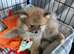 Female pomeranian