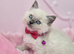 2 x ragdoll kittens