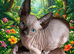 GORGEOUS SPHYNX KITTENS 3 BOYS