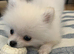 White Pomeranian Puppy For Sale
