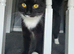 Two female cats still available