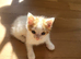 4 kittens