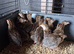 Guinea fowl