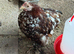 Chicken free to good home male