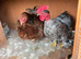 Pair of bantam chickens