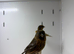 Redpoll