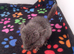 Female Baby Royal Persian Angora Chinchilla