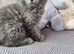 Nebelung × Ragdoll Kittens