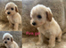 4 beautiful Poochon puppies ready soon