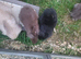 Baby rabbits ready now
