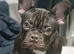 French bulldog brown and brindle and black 5months old