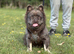 Fluffy French bulldog for stud