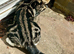 Bengal cross kittens