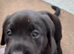 KC registered labrador Retrievers