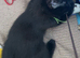 2 kittens looking for loving homes