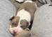 Last female staffy