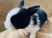 Adorable Lionhead / Baby Bunnies 3 Available (ready to go)