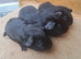 Baby Boars