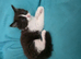 Adorable Ragdoll Mix kittens