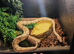 Beautiful male banana ball python