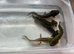 Axolotl jeuveniles