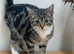 Cat 4 months tabby’s