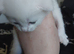 5 kittens for sale