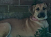 German Shepherd x Johnson's American Bulldog