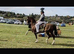 Hackney Gelding – Ride & Drive – 15’3