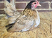 Serama Pullets POL