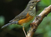 Pair Grey-backed thrushes