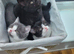 Gorgeous BSH Cross kittens for sale