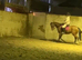 Stricking 17 h thoroughbred gelding