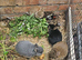 There are beautiful rabbits and different types.