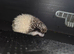 Male baby hedgehog with Vivarium