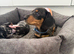 Fully vaccinated miniature dachshund puppies