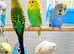 Budgies 2-Month 4 months -Old