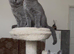 Three sweet little blue Britishshorthair female kittens are available for sale