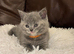 READY TO LEAVE Adorable British Short hair