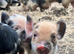 Male & female Kune Kune pigs available